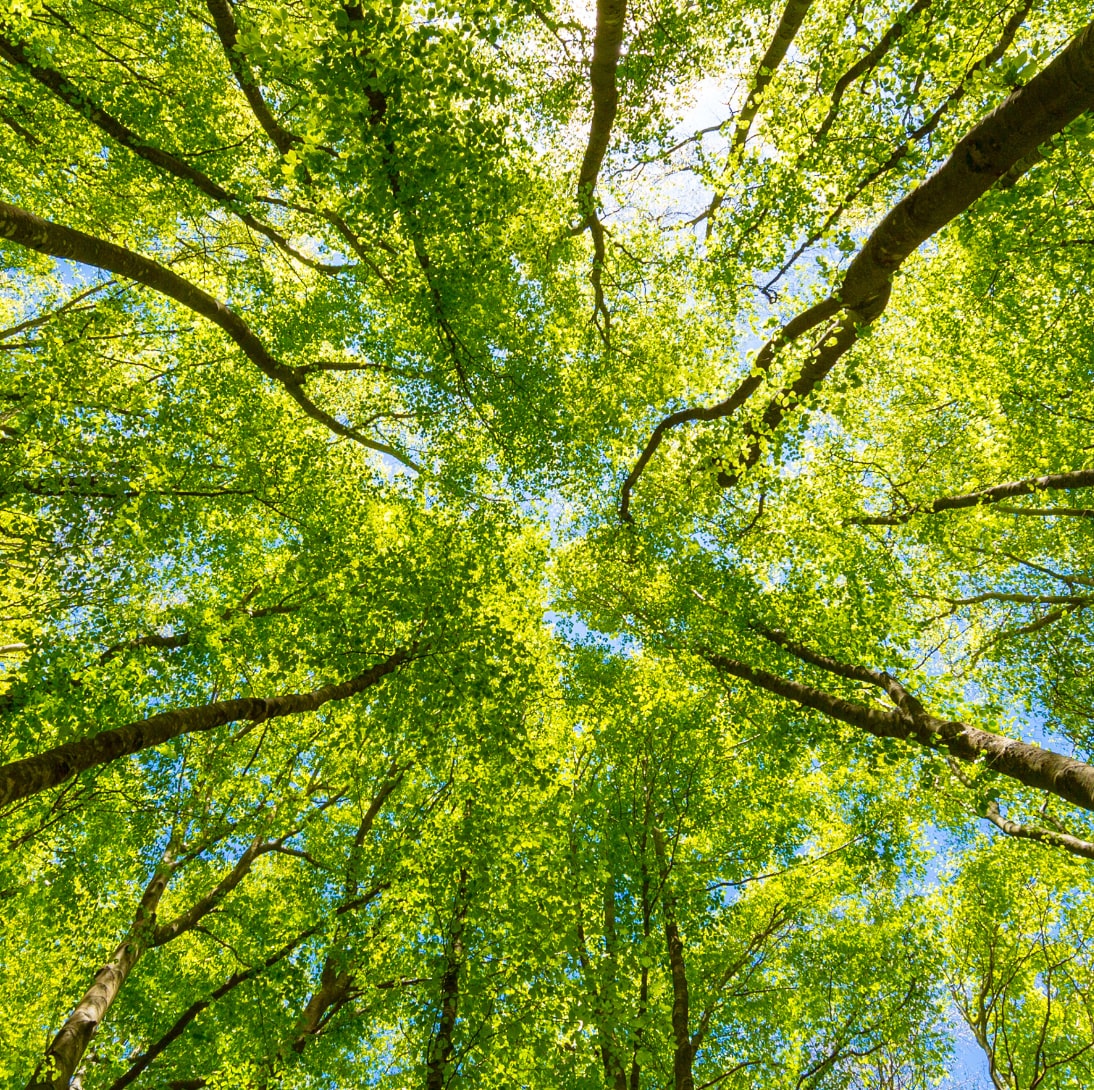 自然主義デザイン・森の中で育った幼少期
